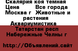 Скалярия коя темная › Цена ­ 50 - Все города, Москва г. Животные и растения » Аквариумистика   . Татарстан респ.,Набережные Челны г.